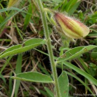 Crotalaria walkeri Arn.